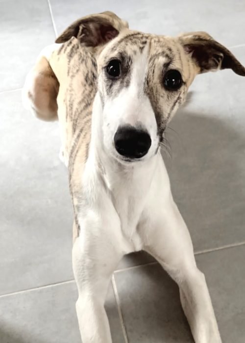 pension_canine_whippet_leon