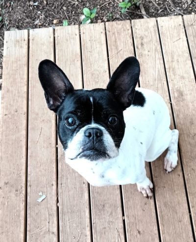 pension_canine_bouledogue_francais_noa