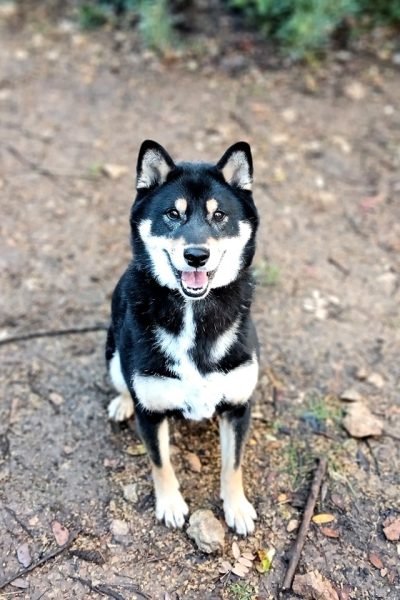 pension_canine_shiba_inu_rocket